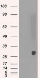 Anti-PRX IV antibody [9A3] used in Western Blot (WB). GTX83828