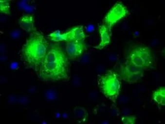 Anti-PRX IV antibody [9A3] used in Immunocytochemistry/ Immunofluorescence (ICC/IF). GTX83828