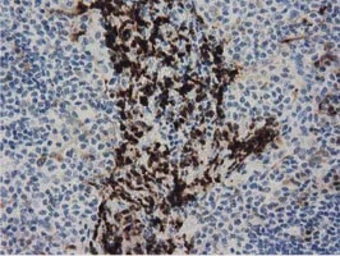 Anti-PPWD1 antibody [1B8] used in IHC (Paraffin sections) (IHC-P). GTX83831