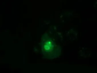 Anti-PPWD1 antibody [1B8] used in Immunocytochemistry/ Immunofluorescence (ICC/IF). GTX83831