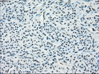 Anti-PPP5C antibody [2E12] used in IHC (Paraffin sections) (IHC-P). GTX83832