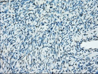 Anti-PPP5C antibody [2E12] used in IHC (Paraffin sections) (IHC-P). GTX83832