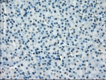 Anti-PPP5C antibody [2E12] used in IHC (Paraffin sections) (IHC-P). GTX83832