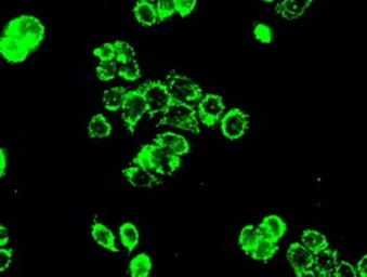 Anti-PPP5C antibody [2E12] used in Immunocytochemistry/ Immunofluorescence (ICC/IF). GTX83832