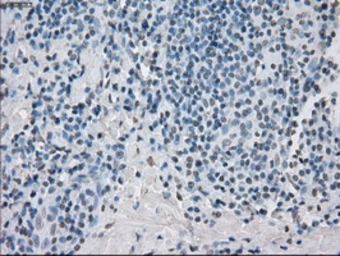 Anti-PPP5C antibody [5G5] used in IHC (Paraffin sections) (IHC-P). GTX83840