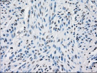 Anti-PPP5C antibody [5G5] used in IHC (Paraffin sections) (IHC-P). GTX83840