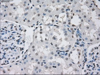 Anti-PPP5C antibody [5G5] used in IHC (Paraffin sections) (IHC-P). GTX83840