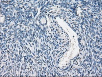Anti-PPP5C antibody [5G5] used in IHC (Paraffin sections) (IHC-P). GTX83840