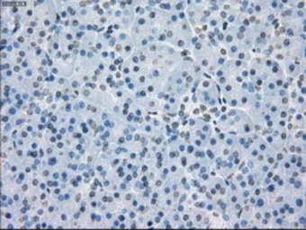 Anti-PPP5C antibody [5G5] used in IHC (Paraffin sections) (IHC-P). GTX83840
