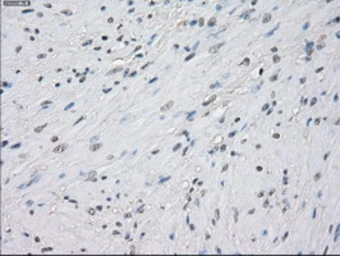 Anti-PPP5C antibody [5G5] used in IHC (Paraffin sections) (IHC-P). GTX83840