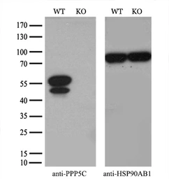 Anti-PPP5C antibody [5G5] used in Western Blot (WB). GTX83840