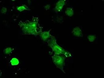 Anti-PPP5C antibody [5G5] used in Immunocytochemistry/ Immunofluorescence (ICC/IF). GTX83840