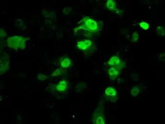 Anti-PPME1 antibody [7F12] used in Immunocytochemistry/ Immunofluorescence (ICC/IF). GTX83847
