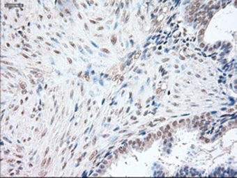 Anti-Oct4 antibody [9B7] used in IHC (Paraffin sections) (IHC-P). GTX83850