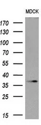 Anti-Oct4 antibody [9B7] used in Western Blot (WB). GTX83850