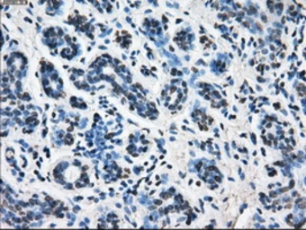 Anti-POR antibody [6C4] used in IHC (Paraffin sections) (IHC-P). GTX83854