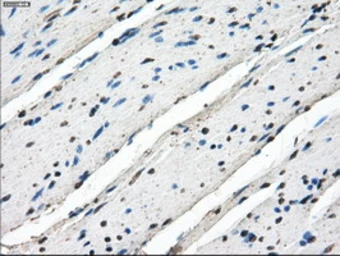 Anti-POR antibody [6C4] used in IHC (Paraffin sections) (IHC-P). GTX83854