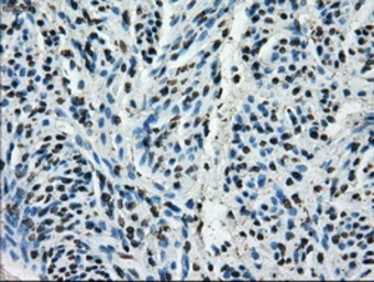 Anti-POR antibody [6C4] used in IHC (Paraffin sections) (IHC-P). GTX83854