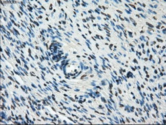 Anti-POR antibody [6C4] used in IHC (Paraffin sections) (IHC-P). GTX83854
