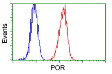 Anti-POR antibody [6C4] used in Flow cytometry (FCM). GTX83854