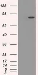 Anti-POR antibody [6C4] used in Western Blot (WB). GTX83854