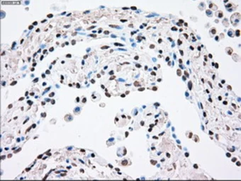 Anti-PLK1 antibody [1D4] used in IHC (Paraffin sections) (IHC-P). GTX83865
