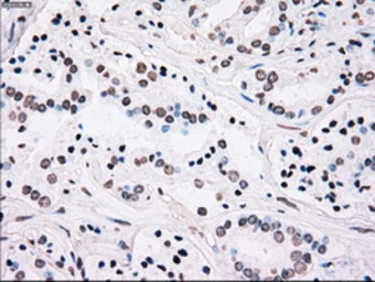 Anti-PLK1 antibody [1D4] used in IHC (Paraffin sections) (IHC-P). GTX83865