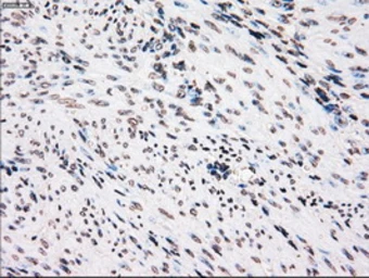 Anti-PLK1 antibody [1D4] used in IHC (Paraffin sections) (IHC-P). GTX83865