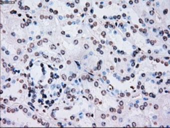 Anti-PLK1 antibody [1D4] used in IHC (Paraffin sections) (IHC-P). GTX83865