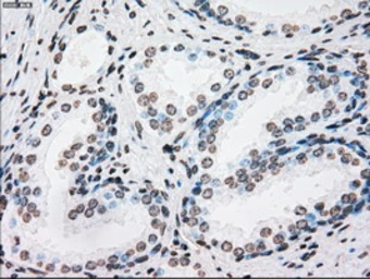 Anti-PLK1 antibody [1D4] used in IHC (Paraffin sections) (IHC-P). GTX83865
