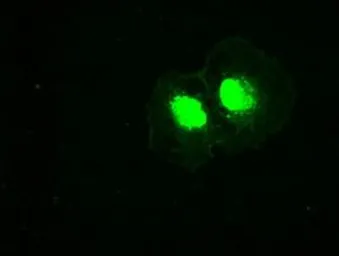 Anti-PLK1 antibody [8C12] used in Immunocytochemistry/ Immunofluorescence (ICC/IF). GTX83866