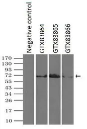 Anti-PLK1 antibody [8C12] used in Immunoprecipitation (IP). GTX83866