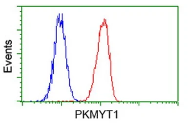 Anti-PKMYT1 antibody [2B4] used in Flow cytometry (FCM). GTX83875