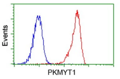 Anti-PKMYT1 antibody [2B4] used in Flow cytometry (FCM). GTX83875