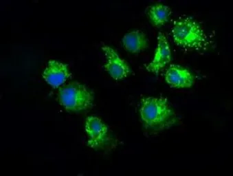 Anti-PKMYT1 antibody [2B4] used in Immunocytochemistry/ Immunofluorescence (ICC/IF). GTX83875