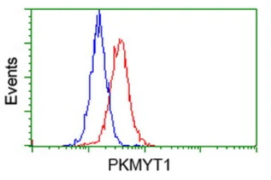 Anti-PKMYT1 antibody [1C3] used in Flow cytometry (FCM). GTX83876