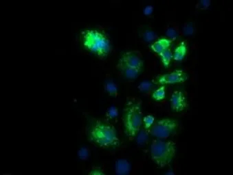 Anti-PKMYT1 antibody [1C3] used in Immunocytochemistry/ Immunofluorescence (ICC/IF). GTX83876