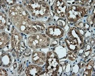 Anti-PIM2 antibody [10A12] used in IHC (Paraffin sections) (IHC-P). GTX83886