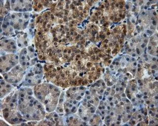Anti-PIM2 antibody [10A12] used in IHC (Paraffin sections) (IHC-P). GTX83886