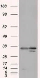 Anti-PIM2 antibody [10A12] used in Western Blot (WB). GTX83886