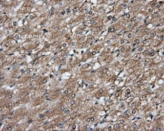 Anti-PIM2 antibody [5D5] used in IHC (Paraffin sections) (IHC-P). GTX83887