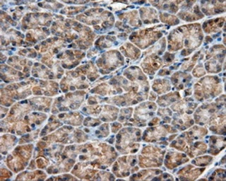 Anti-PIM2 antibody [5D5] used in IHC (Paraffin sections) (IHC-P). GTX83887