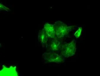 Anti-PIM2 antibody [5D5] used in Immunocytochemistry/ Immunofluorescence (ICC/IF). GTX83887