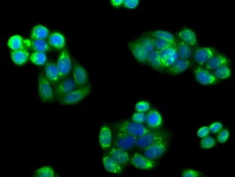 Anti-PIM2 antibody [5D5] used in Immunocytochemistry/ Immunofluorescence (ICC/IF). GTX83887