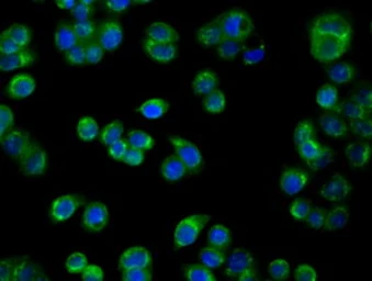 Anti-PIM2 antibody [5D5] used in Immunocytochemistry/ Immunofluorescence (ICC/IF). GTX83887