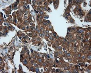 Anti-PIM2 antibody [8G10] used in IHC (Paraffin sections) (IHC-P). GTX83890
