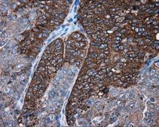 Anti-PIM2 antibody [8G10] used in IHC (Paraffin sections) (IHC-P). GTX83890