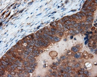 Anti-PIM2 antibody [8G10] used in IHC (Paraffin sections) (IHC-P). GTX83890