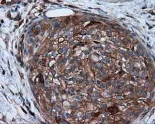 Anti-PIM2 antibody [8G10] used in IHC (Paraffin sections) (IHC-P). GTX83890