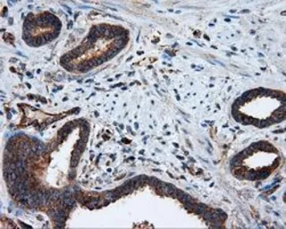 Anti-PIM2 antibody [8G10] used in IHC (Paraffin sections) (IHC-P). GTX83890